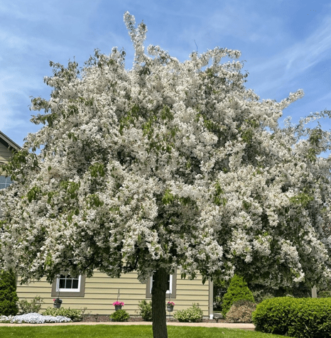 crab apple tree